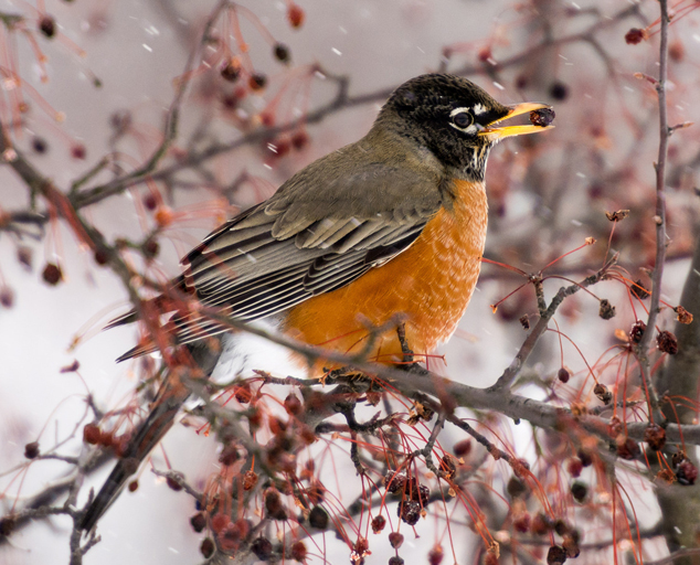 Winter Bird Feeding Feeding the resident Birds of Ohio Lake Metroparks
